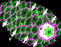 PhD Position - Mechanics of living tissue during embryo development