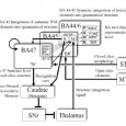 Neurophysiologie de la cognition